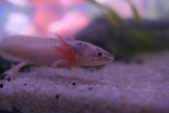 2019-Oceanika-Wystawa-Zdjecie-126-Robert-i-Jakub-Klimaszewscy