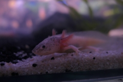 2019-Oceanika-Wystawa-Zdjecie-128-Robert-i-Jakub-Klimaszewscy