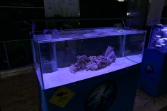 2019-Oceanika-Wystawa-Zdjecie-129-Oceanika