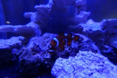 2019-Oceanika-Wystawa-Zdjecie-133-Oceanika