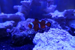 2019-Oceanika-Wystawa-Zdjecie-134-Oceanika