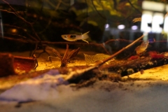 2019-Oceanika-Wystawa-Zdjecie-159-Wawarium