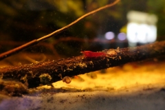 2019-Oceanika-Wystawa-Zdjecie-161-Wawarium