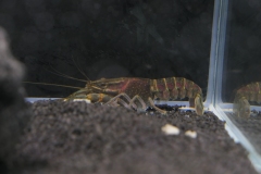 2019-Oceanika-Wystawa-Zdjecie-164-Wawarium