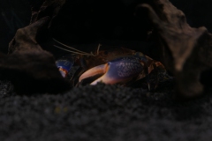 2019-Oceanika-Wystawa-Zdjecie-166-Wawarium