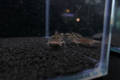 2019-Oceanika-Wystawa-Zdjecie-168-Wawarium