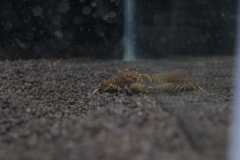 2019-Oceanika-Wystawa-Zdjecie-172-Wawarium