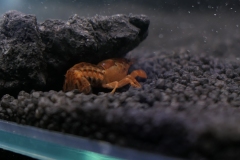 2019-Oceanika-Wystawa-Zdjecie-174-Wawarium