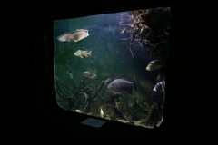 2019-Oceanika-Zdjecie-002