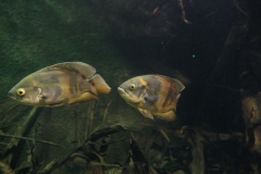 2019-Oceanika-Zdjecie-003