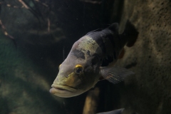 2019-Oceanika-Zdjecie-004