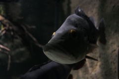 2019-Oceanika-Zdjecie-005