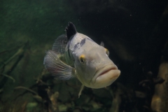 2019-Oceanika-Zdjecie-006