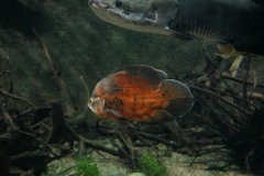 2019-Oceanika-Zdjecie-007