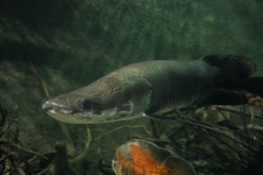 2019-Oceanika-Zdjecie-008