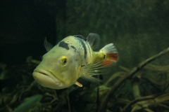 2019-Oceanika-Zdjecie-009