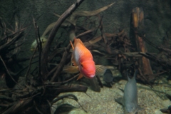 2019-Oceanika-Zdjecie-010