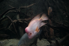 2019-Oceanika-Zdjecie-011