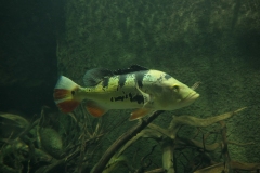 2019-Oceanika-Zdjecie-012