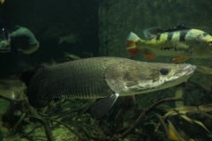 2019-Oceanika-Zdjecie-013