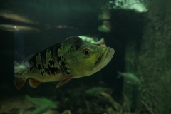 2019-Oceanika-Zdjecie-014