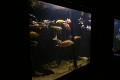 2019-Oceanika-Zdjecie-015