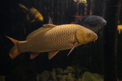 2019-Oceanika-Zdjecie-016