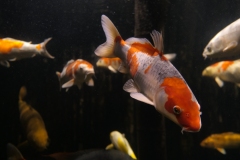 2019-Oceanika-Zdjecie-017