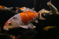 2019-Oceanika-Zdjecie-018