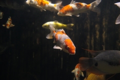 2019-Oceanika-Zdjecie-019