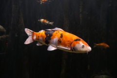 2019-Oceanika-Zdjecie-020