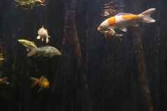 2019-Oceanika-Zdjecie-021