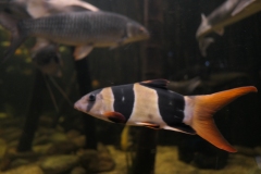 2019-Oceanika-Zdjecie-024