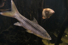 2019-Oceanika-Zdjecie-025