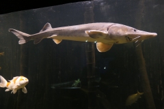 2019-Oceanika-Zdjecie-026