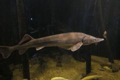 2019-Oceanika-Zdjecie-027