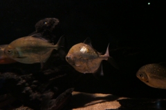 2019-Oceanika-Zdjecie-028