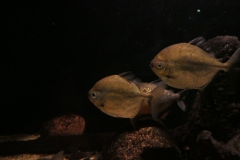 2019-Oceanika-Zdjecie-029