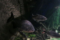 2019-Oceanika-Zdjecie-030