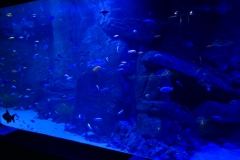 2019-Oceanika-Zdjecie-031