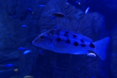 2019-Oceanika-Zdjecie-033