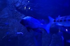 2019-Oceanika-Zdjecie-034