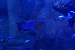 2019-Oceanika-Zdjecie-035