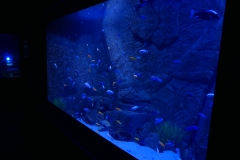 2019-Oceanika-Zdjecie-036