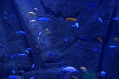 2019-Oceanika-Zdjecie-037