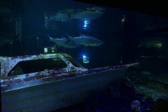 2019-Oceanika-Zdjecie-038