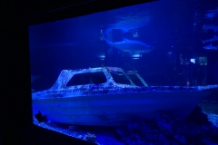 2019-Oceanika-Zdjecie-039