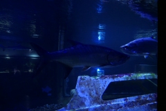 2019-Oceanika-Zdjecie-040