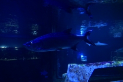 2019-Oceanika-Zdjecie-041