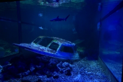 2019-Oceanika-Zdjecie-042